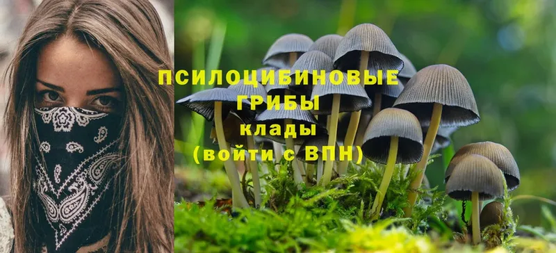 Псилоцибиновые грибы MAGIC MUSHROOMS  как найти закладки  Шлиссельбург 